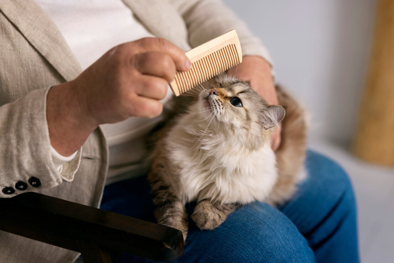 Cat Hygiene Tips Every Feline Owner Should Follow
