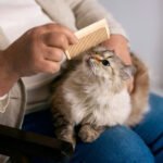 Cat Hygiene Tips Every Feline Owner Should Follow