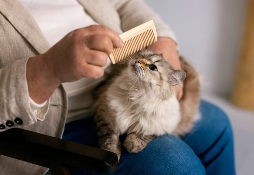 Cat Hygiene Tips Every Feline Owner Should Follow