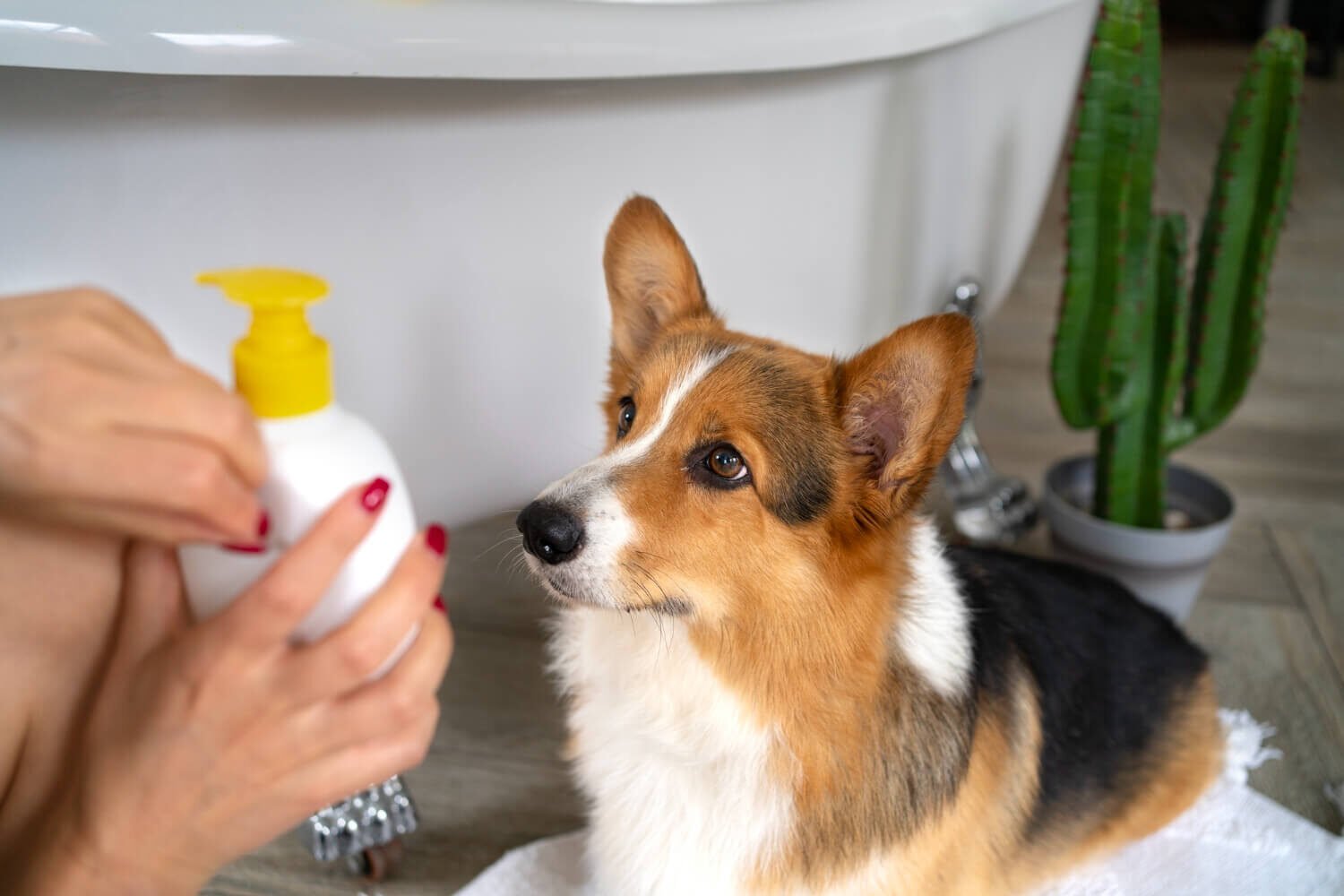 dog-hygiene-guide