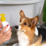 Dog Hygiene 101: How to Keep Your Pup Clean and Healthy?
