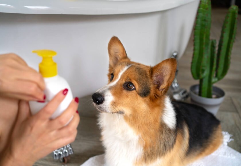 dog-hygiene-guide