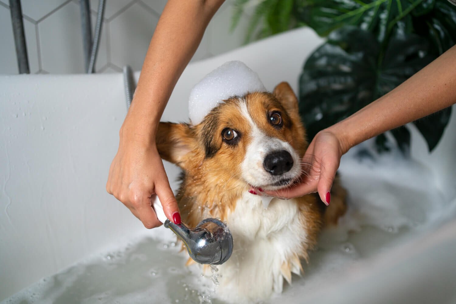 Pet Hygiene A Complete Guide to Maintaining Your Pet’s Hygiene at Home