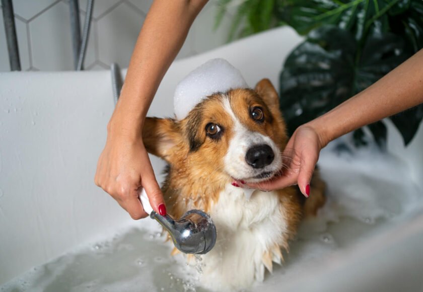Pet Hygiene A Complete Guide to Maintaining Your Pet’s Hygiene at Home