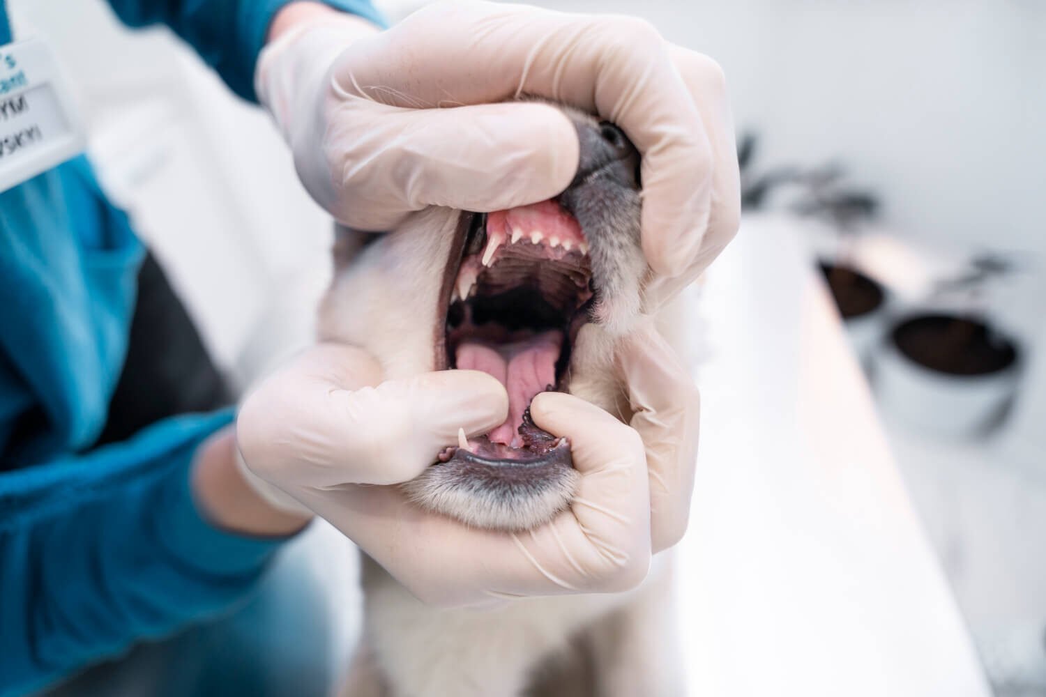 Pet Dental Health Guide for Clean and Healthy Teeth