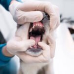 Pet Dental Care Guide: How to Keep Your Pet’s Teeth Clean and Healthy?
