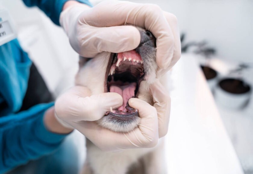 Pet Dental Health Guide for Clean and Healthy Teeth