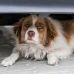 How to Know If Your Dog Is Depressed: Behavioral Signs and What to Do