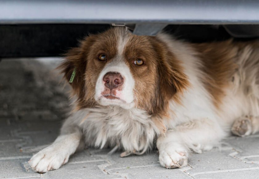 Signs of Depression in Dogs and What to Do