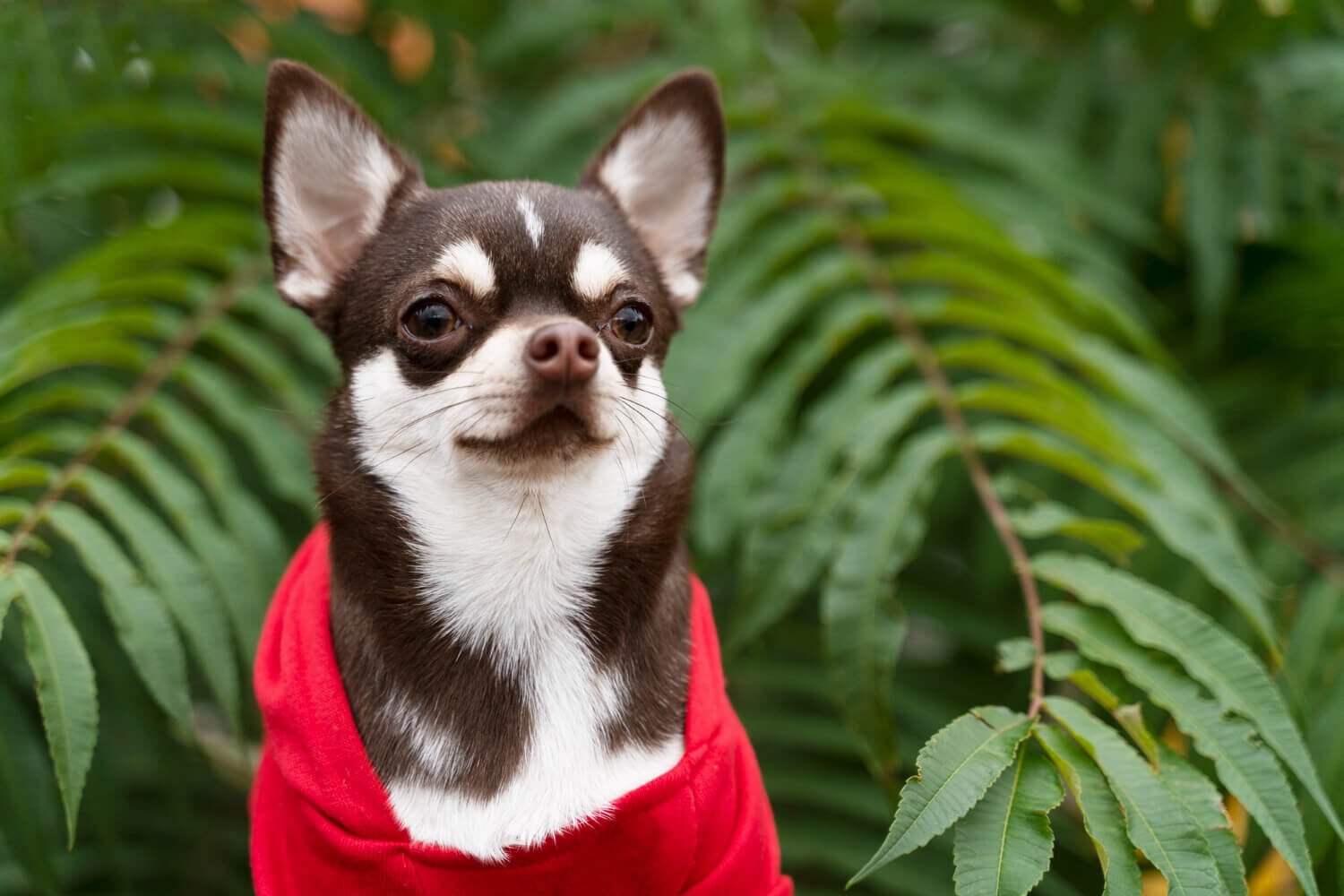 Are Chihuahuas good pets pros cons lifestyle