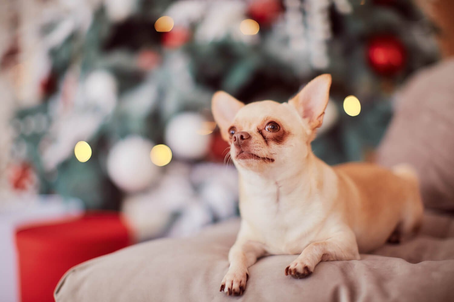 Chihuahua dog lifespan and longevity factors
