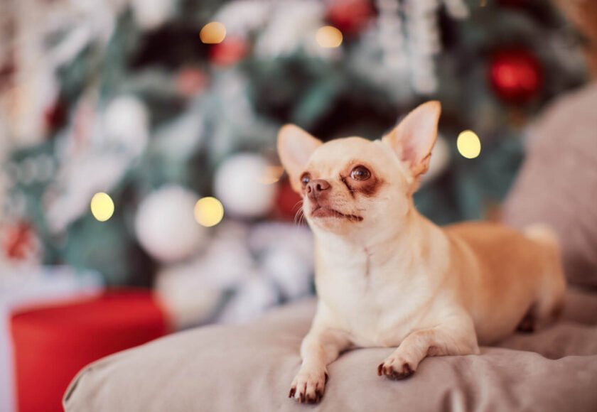 Chihuahua dog lifespan and longevity factors