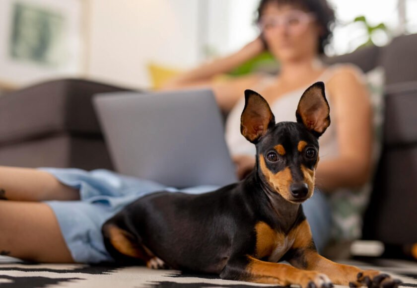 Chihuahua dog price in India cost and expenses