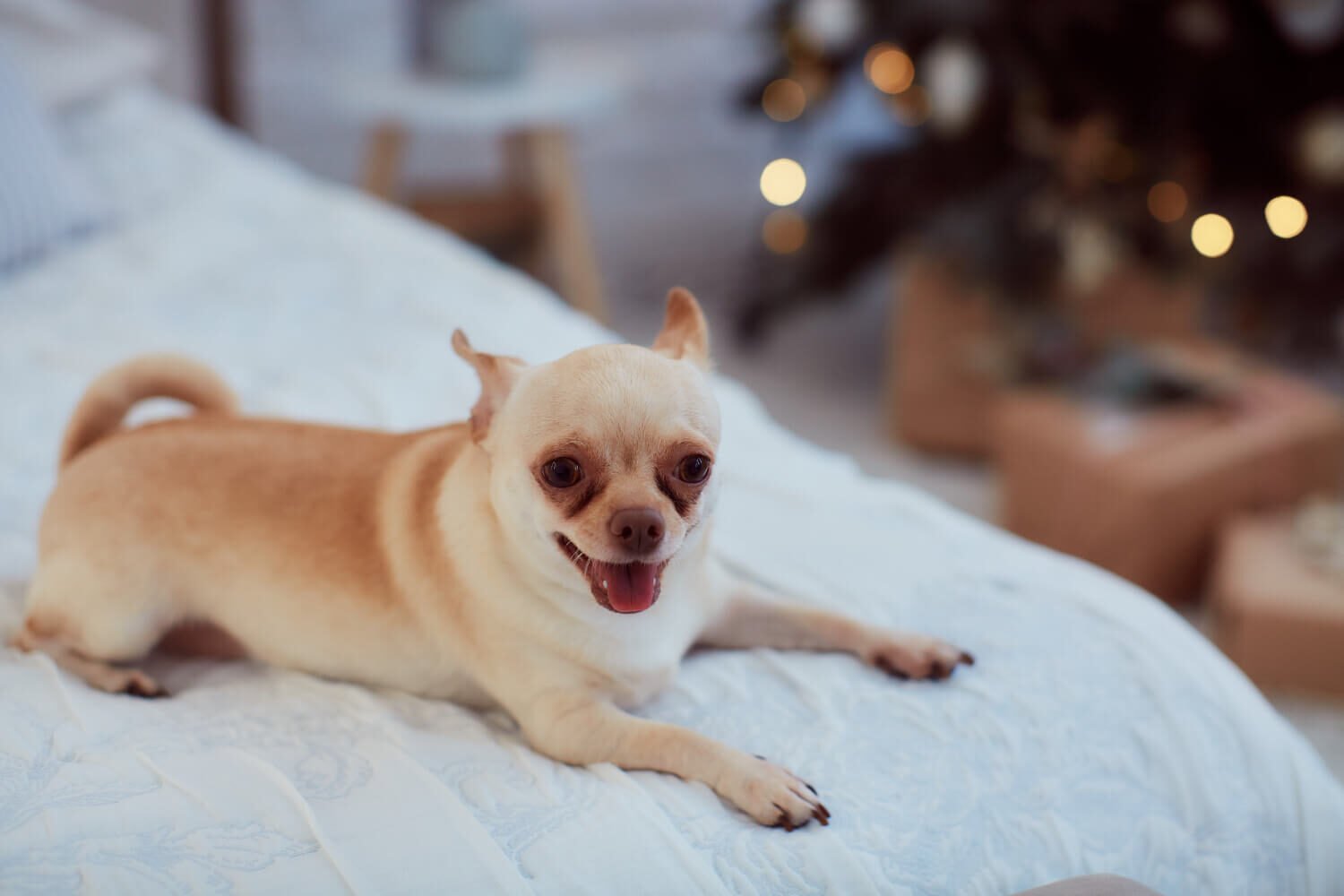 Are Chihuahuas good with kids safety behavior