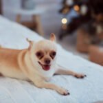 Are Chihuahuas Good with Kids? Safety, Behavior & Parenting Tips