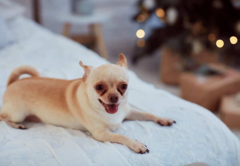 Are Chihuahuas good with kids safety behavior
