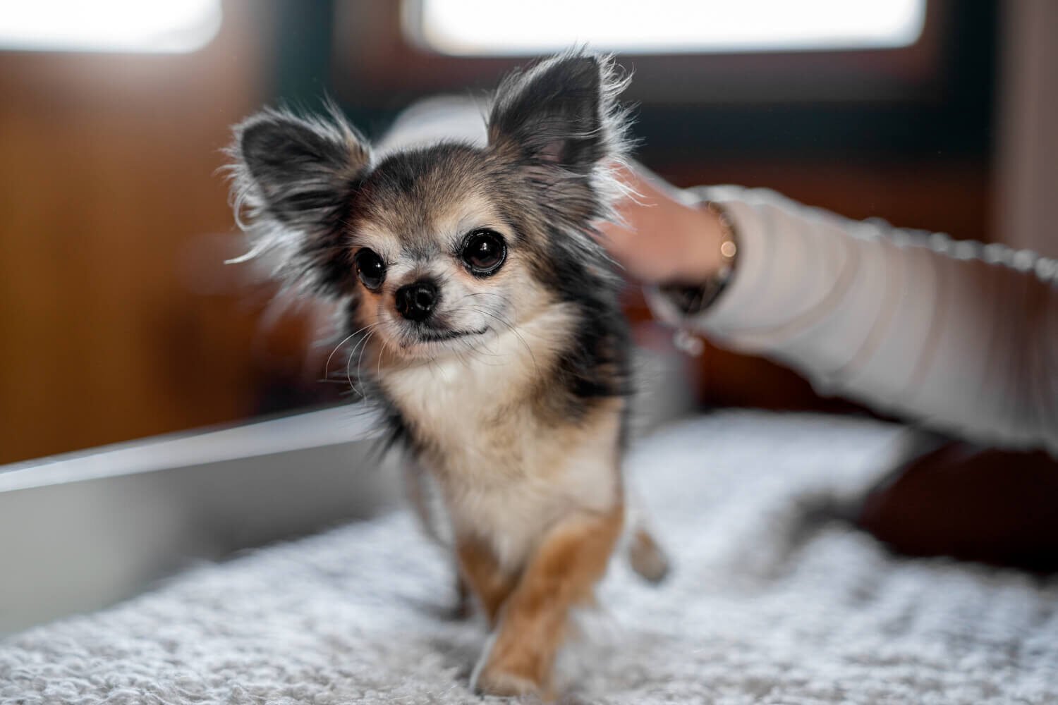 Why Chihuahuas are aggressive behavior explained