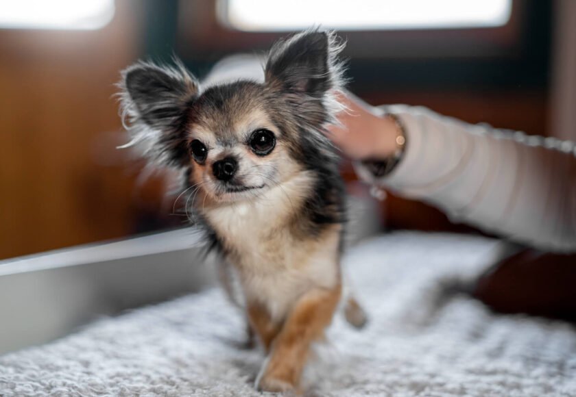 Why Chihuahuas are aggressive behavior explained