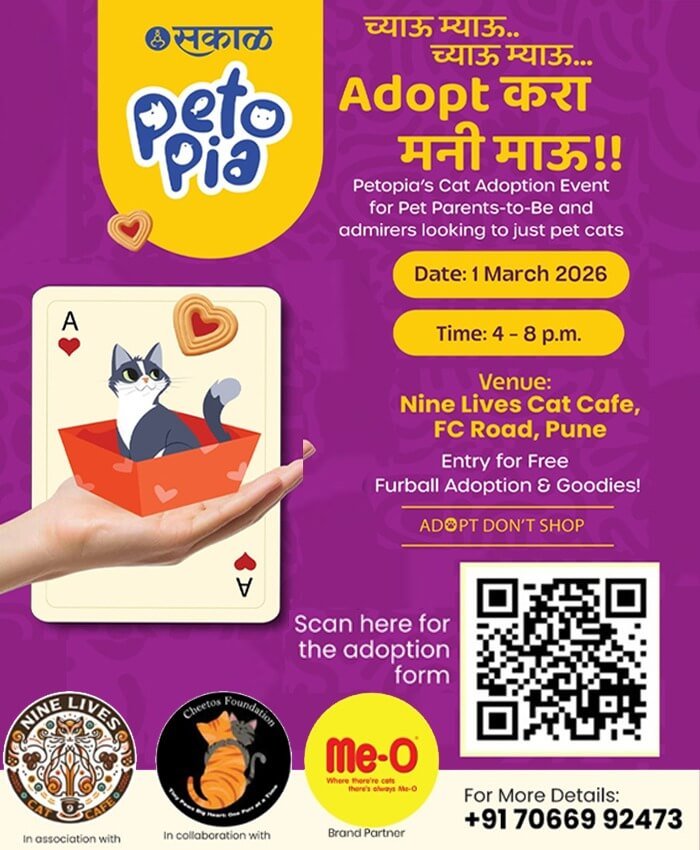 Cat Adoption Cat Adoption