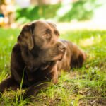 Why Labrador Retriever is the Best Family Dog in India: 10 Reasons to Choose One