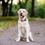 Is Labrador Dangerous? Common Myths, Bite Statistics & Real Behavior Explained