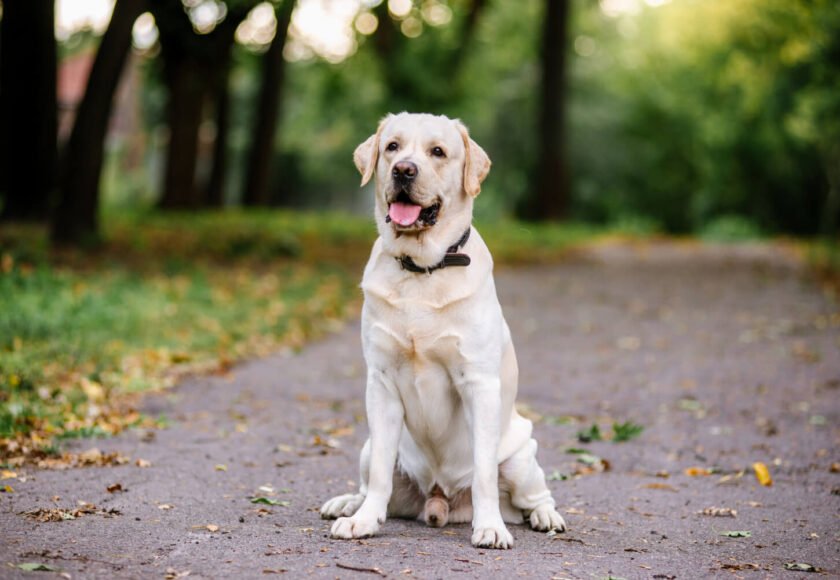 Is Labrador dangerous temperament explained