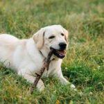 Labrador Dog: Complete Guide to Breed, Price, Lifespan, Training & Behavior in India
