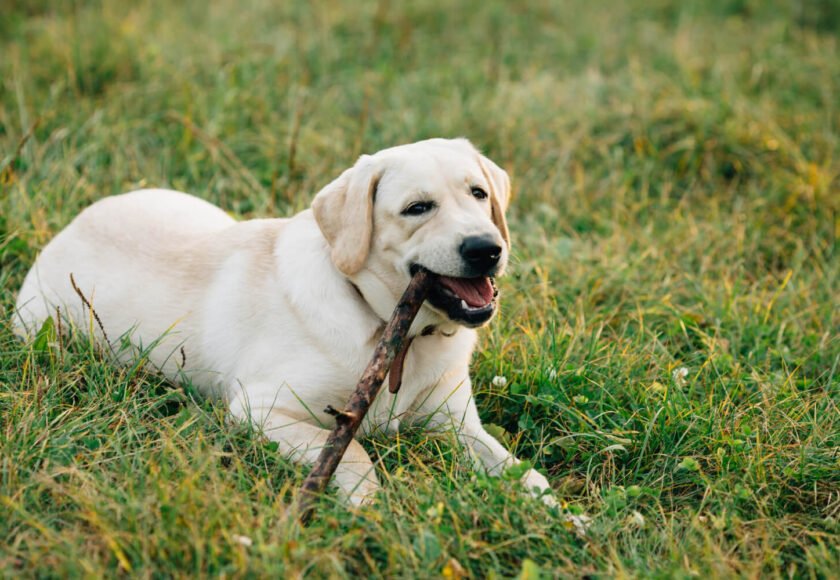 Labrador dog breed care behavior training