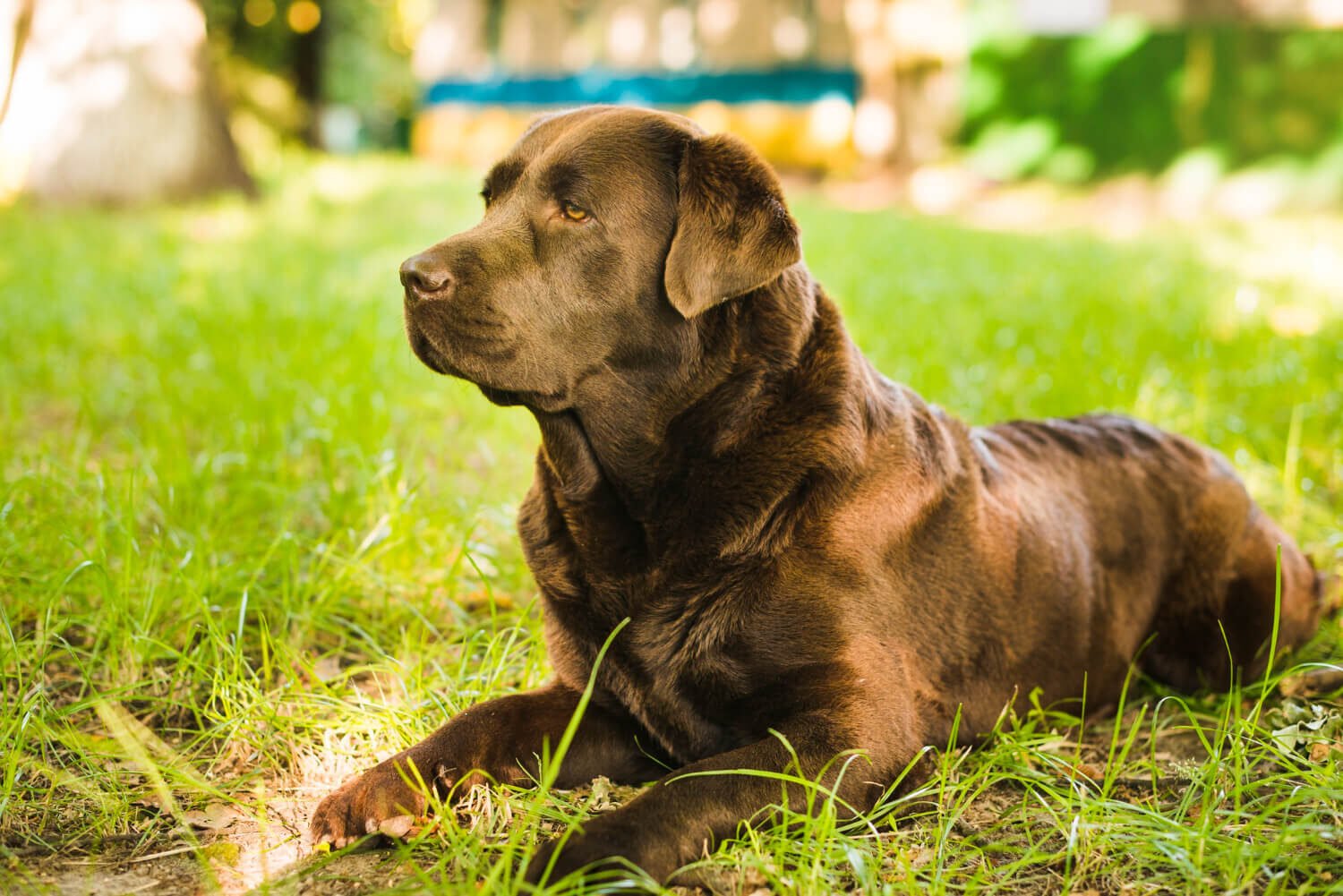 Is Labrador a guard dog temperament explained