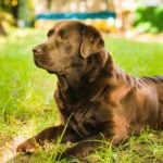 Is Labrador a Guard Dog? Temperament, Protection Ability & Watchdog Traits Explained