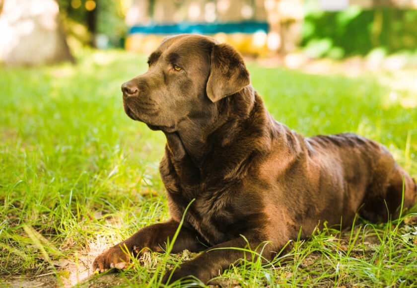 Is Labrador a guard dog temperament explained