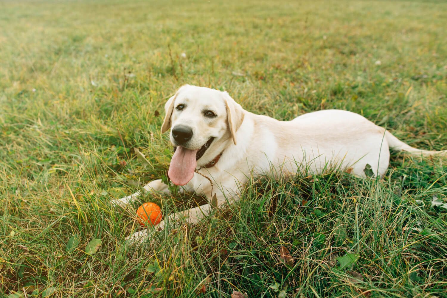 Labrador lifespan and health care tips