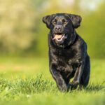 Labrador Price in India (2026): Puppy Cost, Black Labrador Price & Monthly Expenses