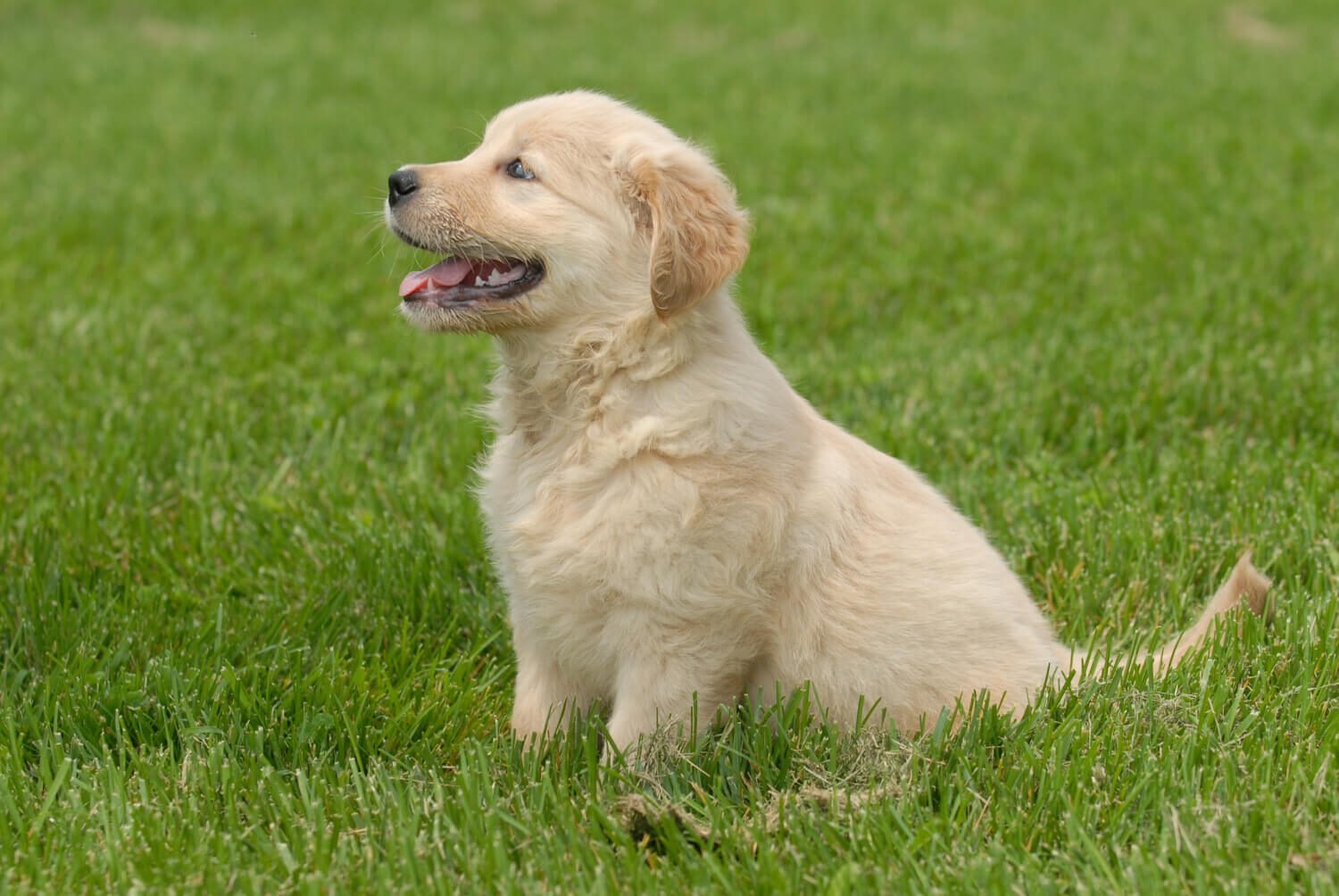 How to identify pure Labrador puppy