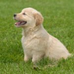 How to Check a Pure Labrador Puppy: 10 Red Flags to Avoid Fake Breeds