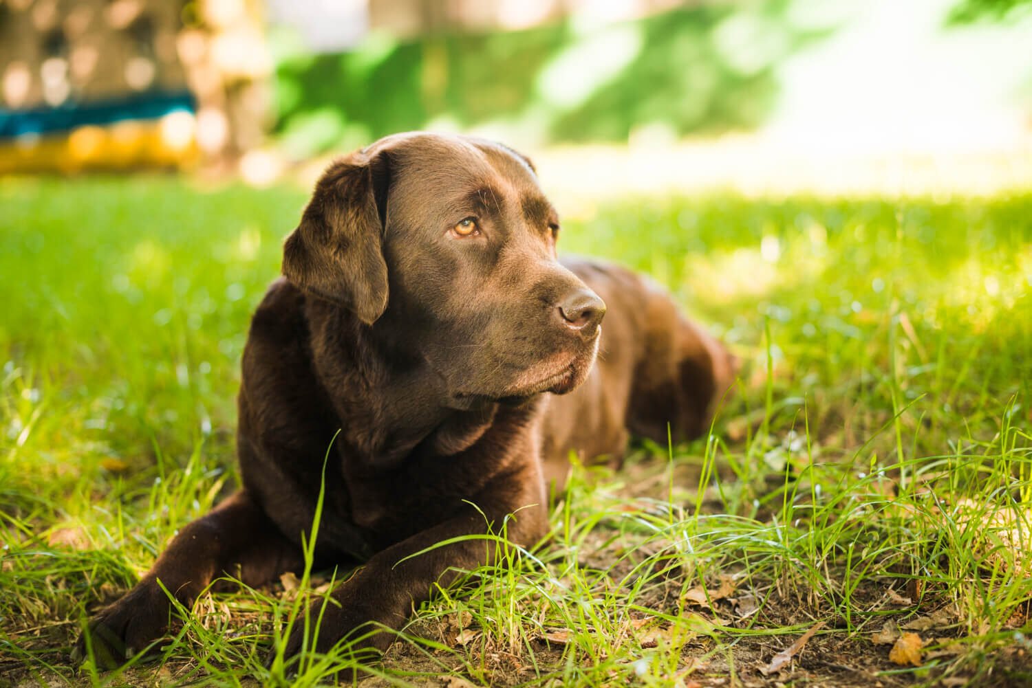 Labrador puppy training at home