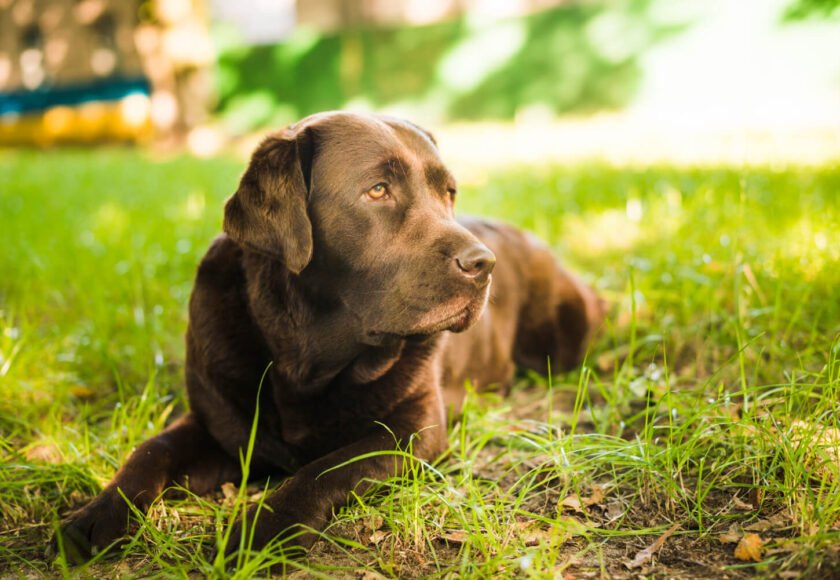 Labrador puppy training at home