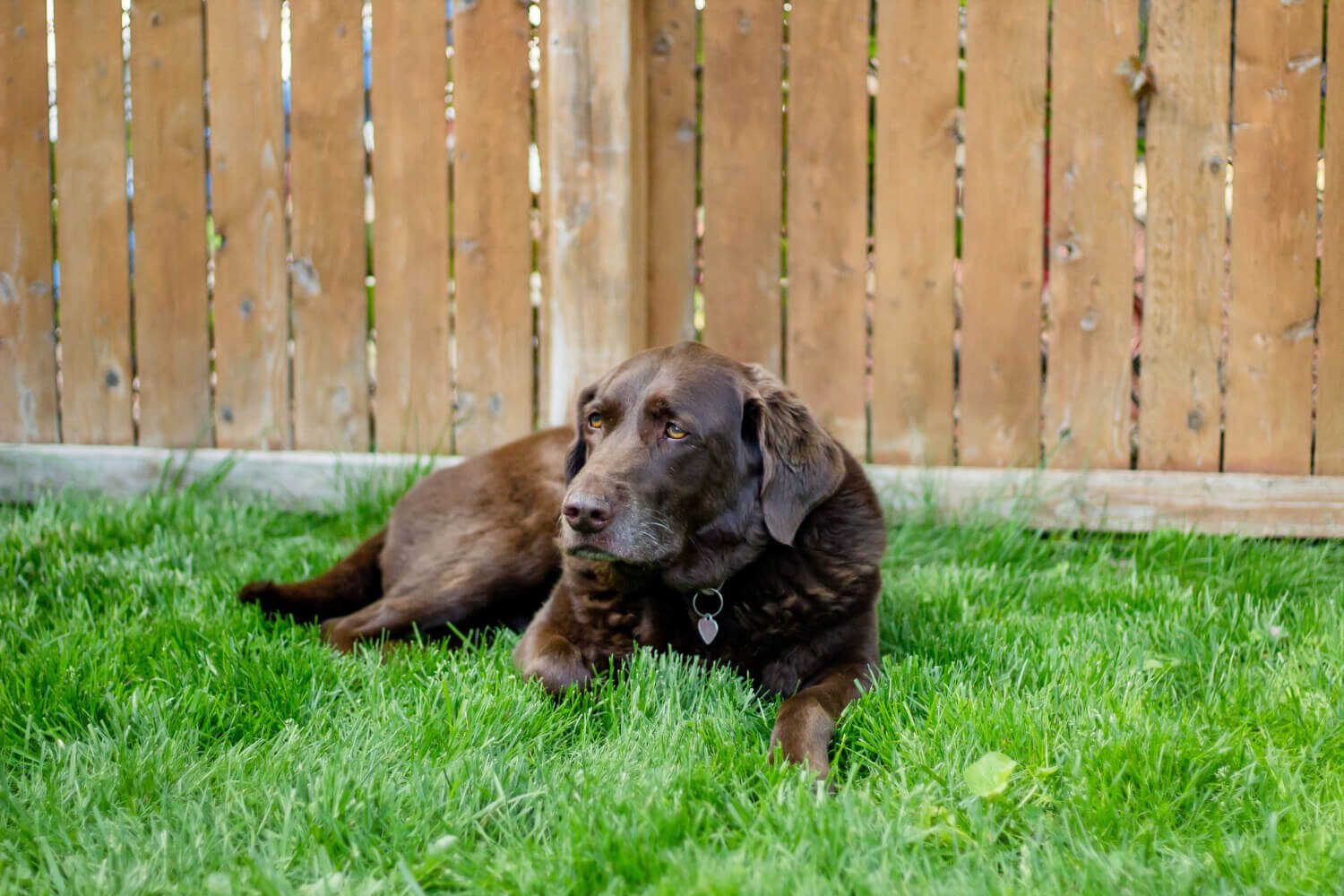 Labrador Retriever shedding hair
