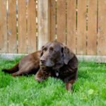 Do Labrador Retrievers Shed? Complete Guide to Shedding & Grooming Tips