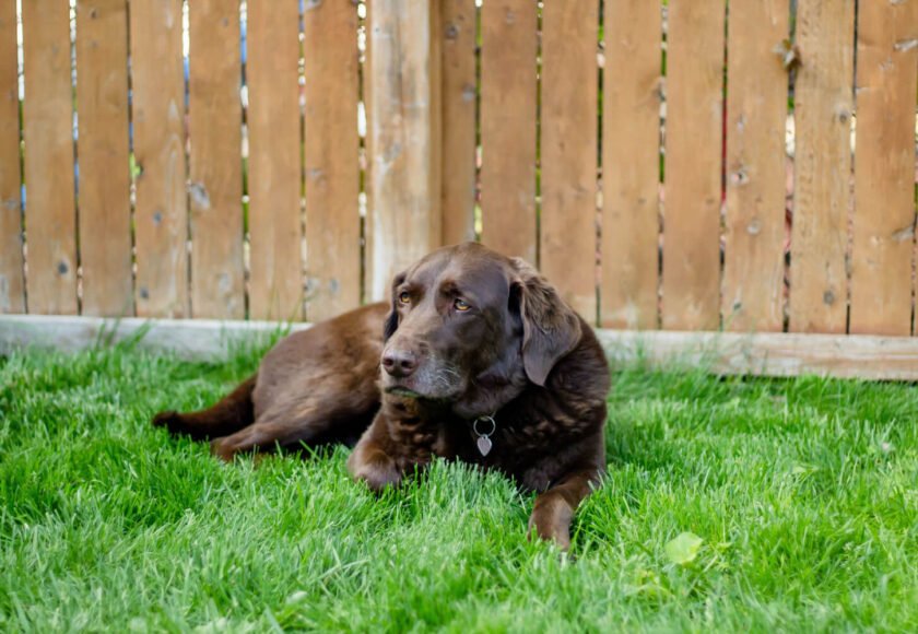 Labrador Retriever shedding hair