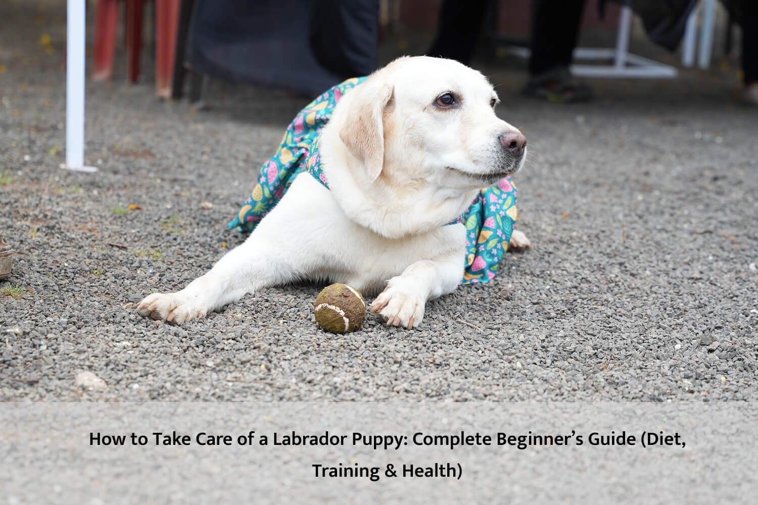 Labrador puppy care guide