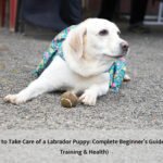 How to Take Care of a Labrador Puppy: Complete Beginner’s Guide (Diet, Training & Health)