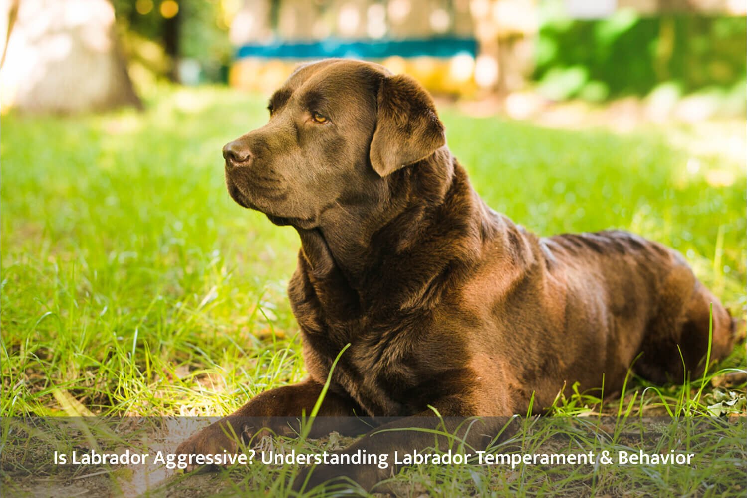 Labrador temperament and behavior