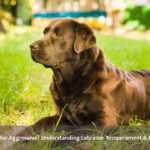 Is Labrador Aggressive? Understanding Labrador Temperament & Behavior