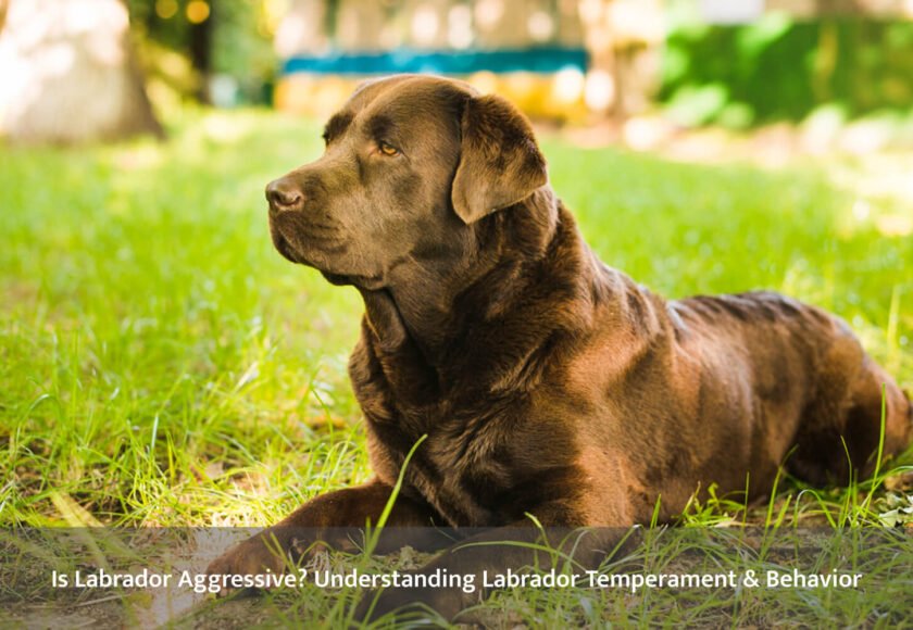 Labrador temperament and behavior