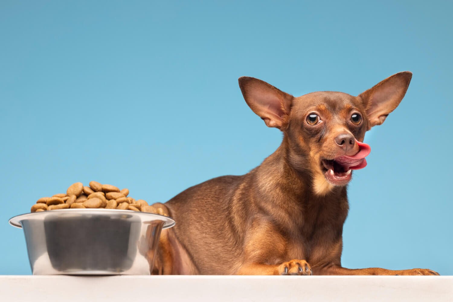 Chihuahua Food and Diet Guide