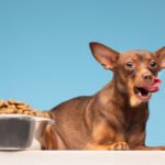 Chihuahua Food Guide: Best Diet, Feeding Schedule & Nutrition Tips for Healthy Dogs