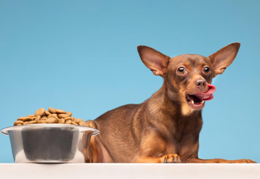 Chihuahua Food and Diet Guide