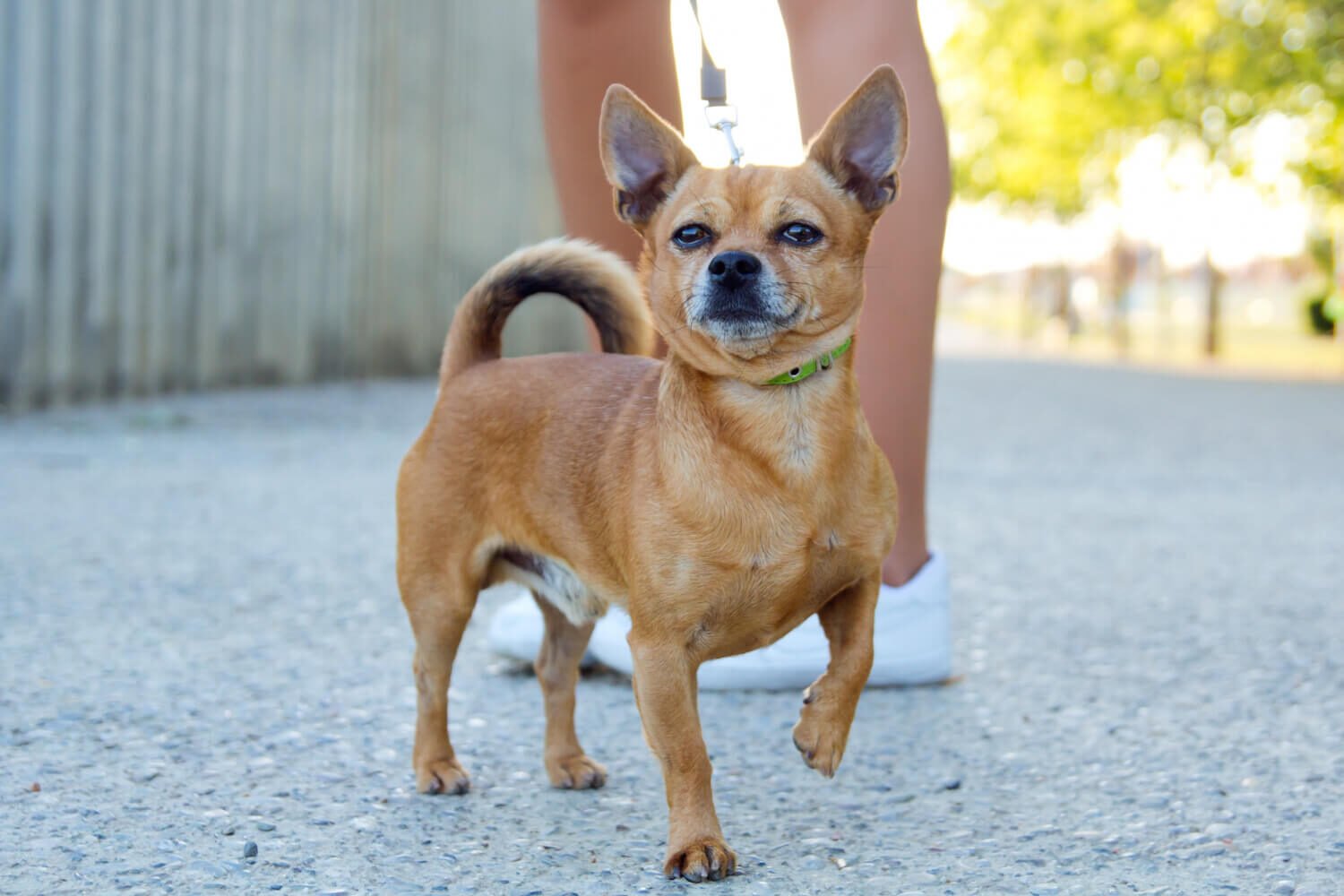 Chihuahua Mix Breeds Guide