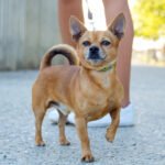 Chihuahua Mix Breeds: 15 Popular Crossbreeds, Traits, and Care Guide